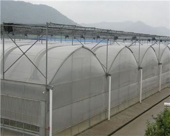 溫室大棚可以種植哪些蔬菜